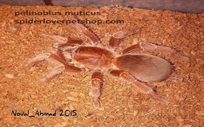 Pelinobius muticus tarantula